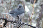 Junco